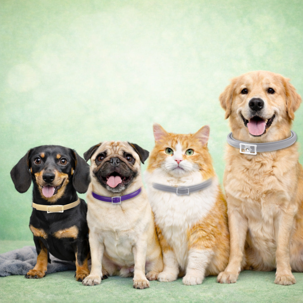 Understanding the Flea Life Cycle: Why Consistent Protection Matters