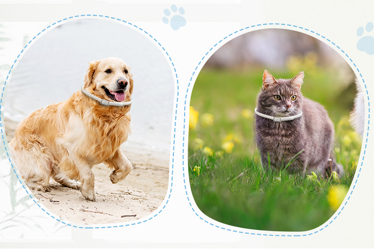 Why Consistency Is the Key to Year-Round Flea and Tick Protection?