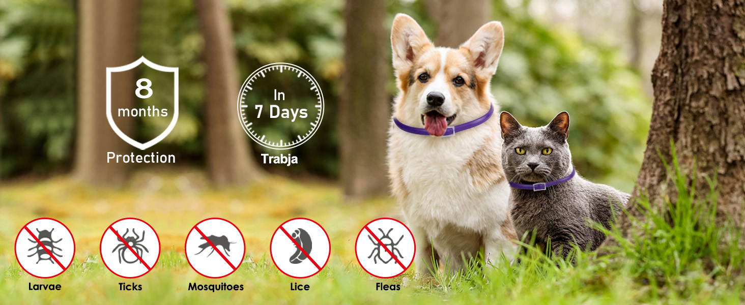 Traveling with Your Pet in Europe: Parasite Protection Checklist