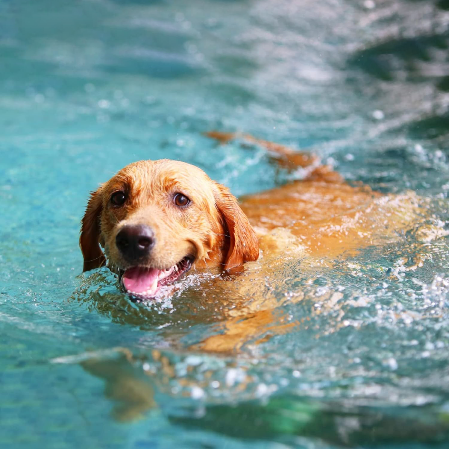 How to Keep Your Dog Flea & Tick Free: A Complete Guide with DEWEL Gentle Care Collars