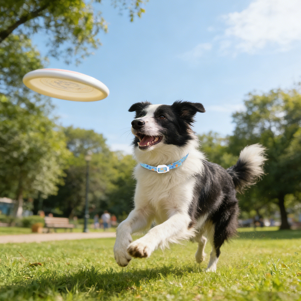 How to Tell If Your Dog Has Ticks?