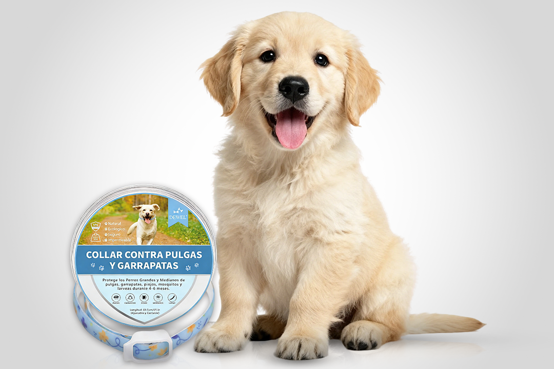 When should you replace a flea collar? Signs it's no longer effective