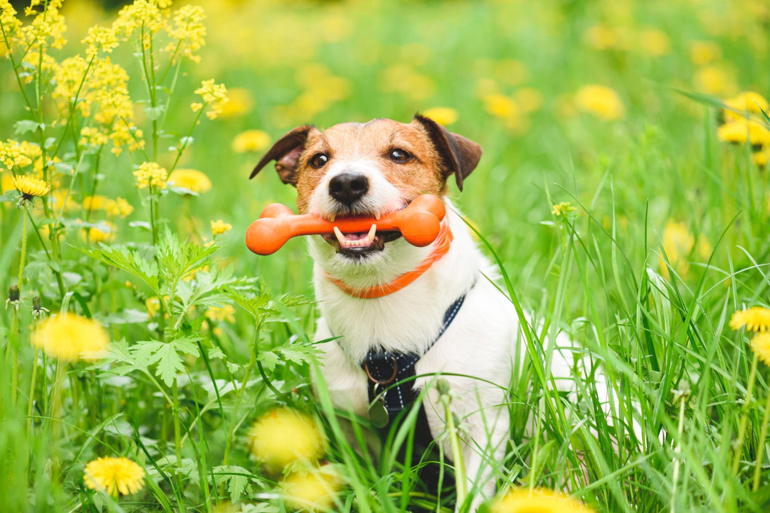 The Truth About Flea & Tick Collars: What Every Dog Owner Should Know (2026 Guide)