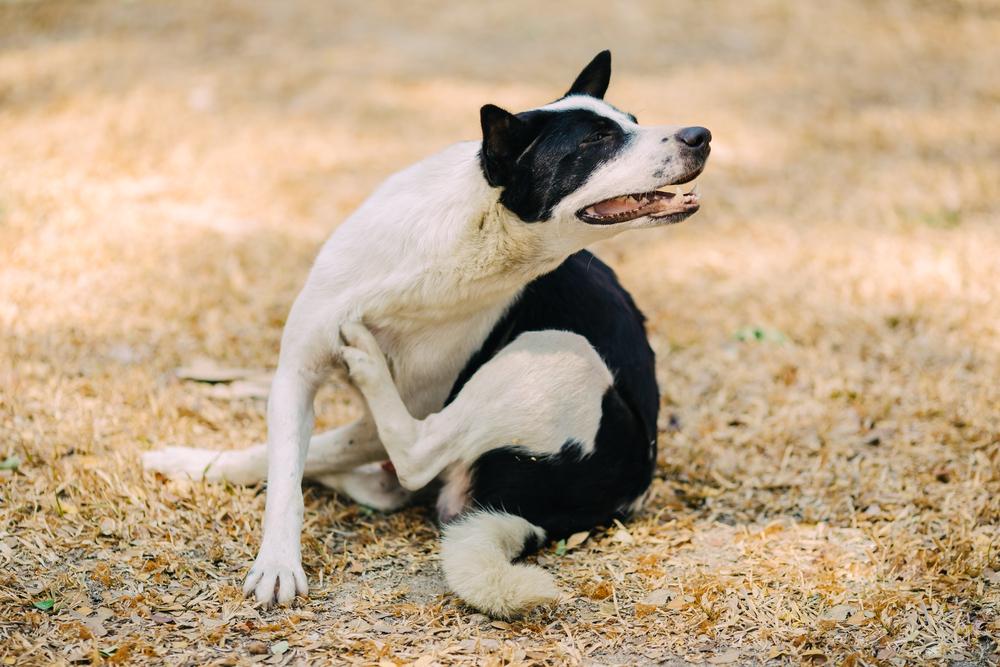 The Ultimate Guide to Flea & Tick Collars for Dogs