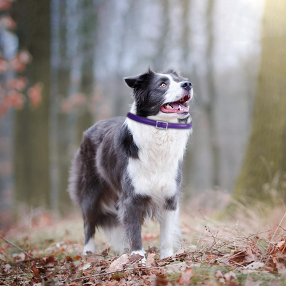 DEWEL-Outdoor Plus Flea & Tick Collar-Adjustable 63.5cm for Medium & Large Dogs, Forest Adventures– 8-Month Protection
