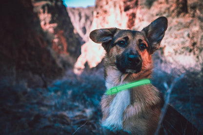 DEWEL-Leuchtendes Floh- & Zeckenhalsband für mittelgroße und große Hunde – Verstellbar 63,5 cm, Für sichere Nachtspaziergänge – 8 Monate Schutz