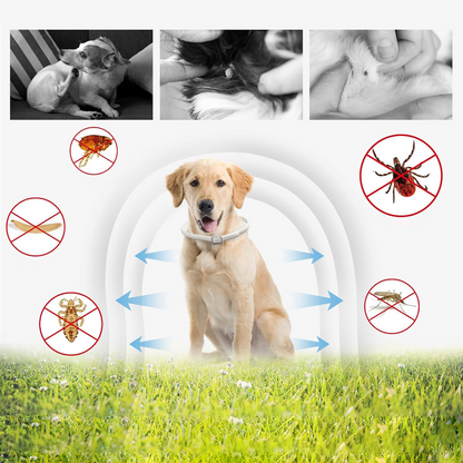 DEWEL-Collar Antipulgas y Garrapatas Diario Blanco-Ajustable 63.5cm para Perros Medianos y Grandes, Paseos por la Ciudad – Protección de 8 Meses