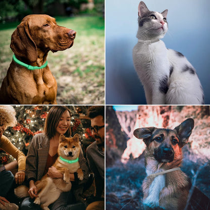 DEWEL-Leuchtendes Floh- & Zeckenhalsband für mittelgroße und große Hunde – Verstellbar 63,5 cm, Für sichere Nachtspaziergänge – 8 Monate Schutz