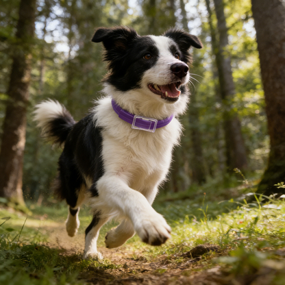 DEWEL-Outdoor Plus Flea & Tick Collar-Adjustable 34.5cm for Cats&Small Dogs, Forest Adventures– 8-Month Protection